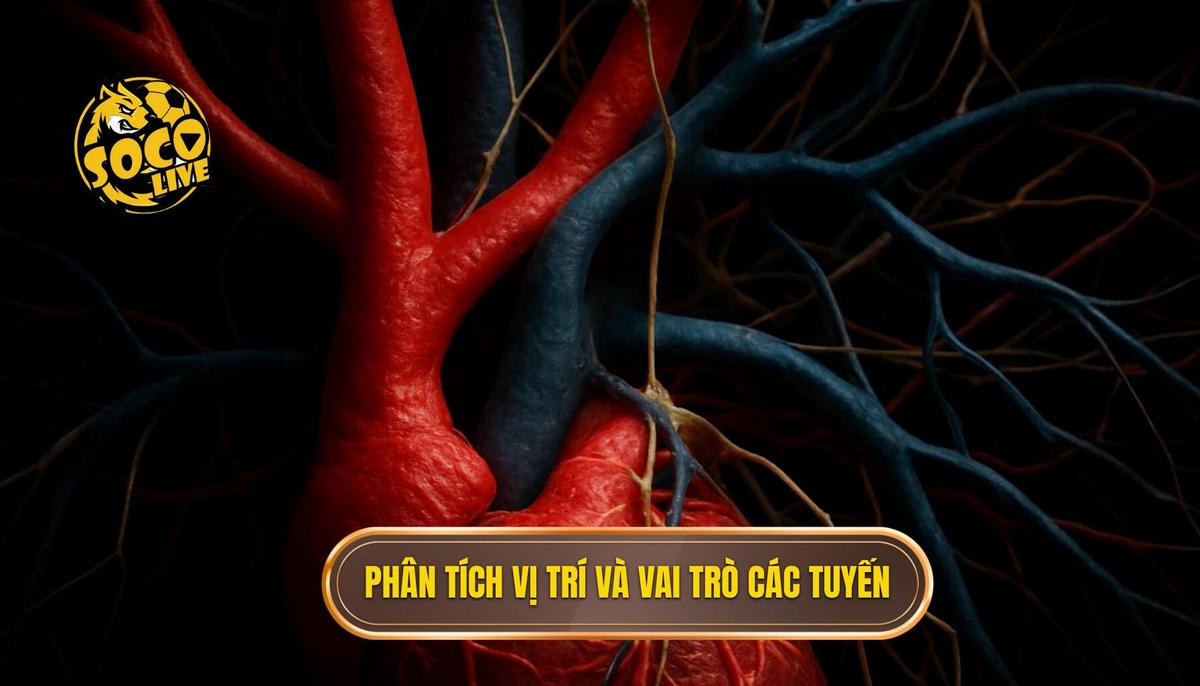 Phân tích vị trí và Vai trò của từng tuyến